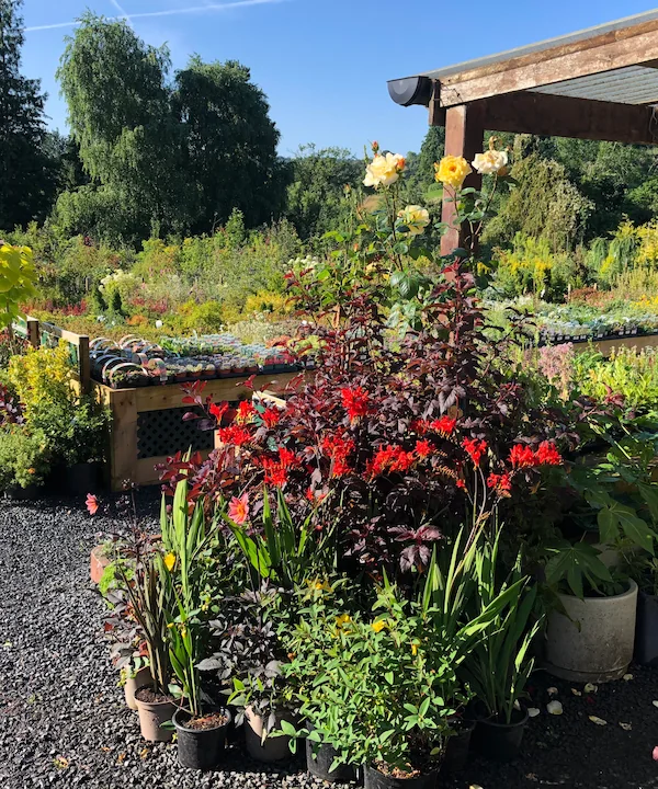 dingle nursery in summer time