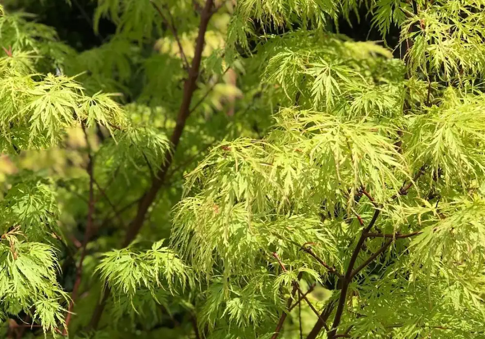 acer plant